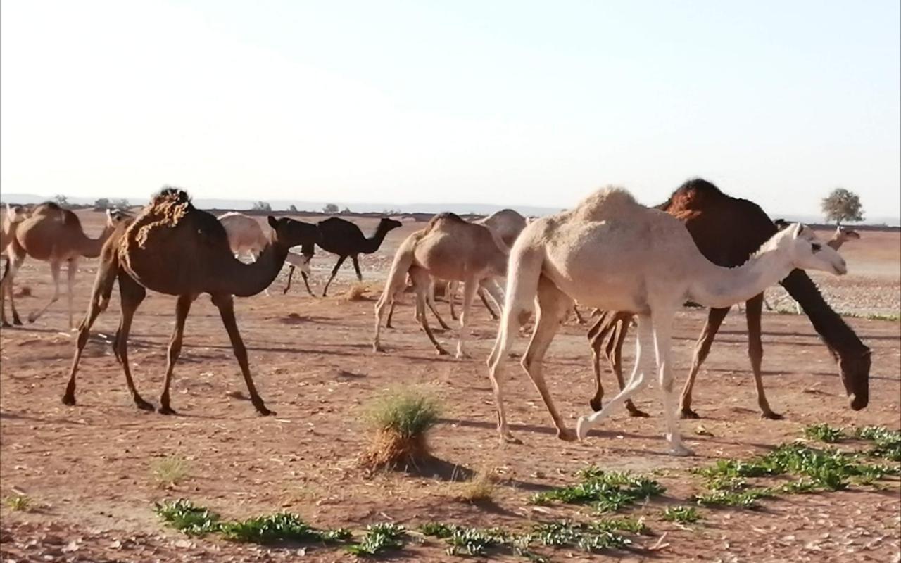 Kasbah Les Alizes Du Desert M'Hamid Exteriér fotografie